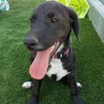 Bayli adoptée en Espagne