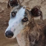 Oasis adoptée dans la Sarthe