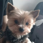 Poggy adopté dans le Lot