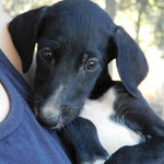 Breana adoptée dans le Var