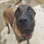 Morgan adopté en Dordogne