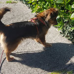 Ammy adoptée par Claire C. (33)