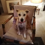 Rover adoptée par Julie B. (74)