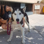 Charly adopté en Charente