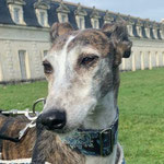Nogue adoptée en Charentes-Maritimes
