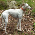 Lazarita adoptée par Solène R. (11)