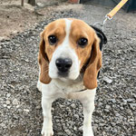 Giorgina adoptée en Espagne