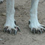 Les pattes de Copito !!