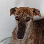 Cometa adoptée en Espagne