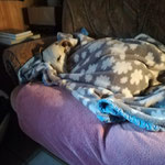 Sara adoptée par Josette B. (79)