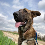 Marley adoptée dans le Doubs