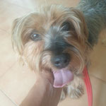 Pancho adopté en Espagne