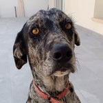 Gela adoptée en Espagne