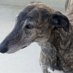 Ligero adopté en Espagne