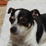 Nico adopté en Espagne