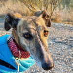 Farah adoptée en Espagne