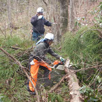 ｢森の教室」拡張計画に伴うヒノキの伐倒：伐倒後の枝落とし作業