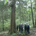 自然観察7班「パウロの森で一番大きい　大サワラ」