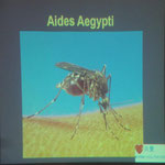 Die Dengue-Fieber-Übertragungs-Mücke