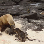 Junge Seelöwen-Familie mit jungem, 5 Minuten altem Neugeborenen im Nationalpark Galápagos