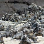 Meeresechsen beim Aufwärmen im Galápagos Nationalpark