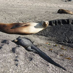 Nationalpark Galápagos. Seelöwe und Meeresechse