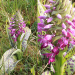 Dactylorhiza majalis - Breitblättriges Knabenkraut