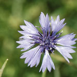 Centaurea cyanus