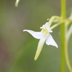 Grünliche Waldhyazinthe (Platanthera chlorantha)