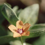 Anagallis arvensis