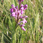 Orchis morio - Kleines Knabenkraut