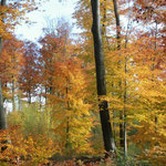 Herbstwald bei Ettlingen