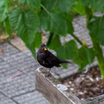 Amsel