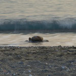 Strand in Plakias  (Kreta)