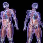 Anatomia e Fisiologia