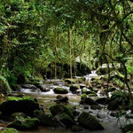 Ecologia