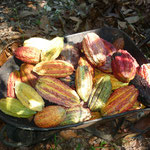 Geerntete Kakaofrüchte beim Abtransport, San Martin, Peru