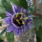 Passiflora