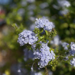 Plumbago