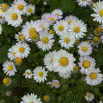 Gänseblümchen