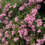Rosa Trompetenwein