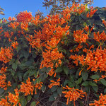 Pyrostegia
