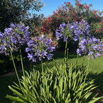 Agapanthus