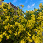 Mimose