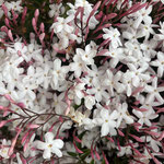 Jasmin