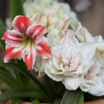 Amaryllis
