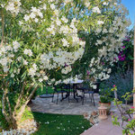 Oleander