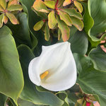 Calla