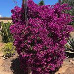 Bouganinvillea
