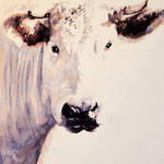 Aquarelle vache - Portrait charolais I - 70x50cm - 2015